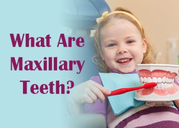 Brooklyn dentists at Park Slope Dental Arts discuss maxillary teeth—what they are, and how they function in the mouth.